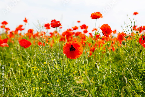 Red blooming poppy  huge field of blossoming flowers