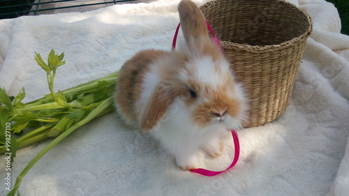 Bebe Lapin Belier Nain Japonais Angora Tete De Lion Stock Photo Adobe Stock