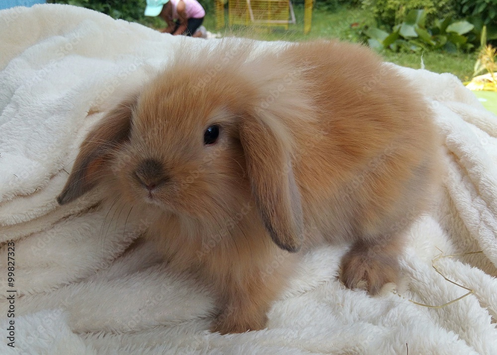 Bébé lapin bélier nain chamois angora tête de lion Photos | Adobe Stock