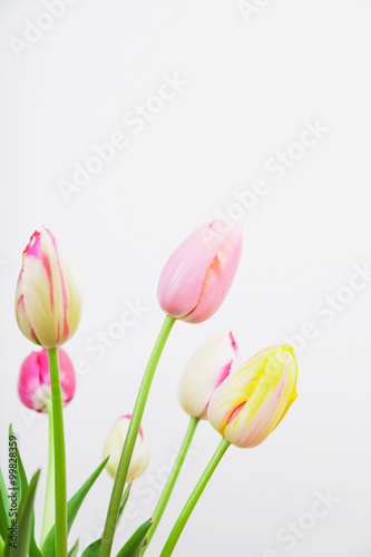 Fototapeta Naklejka Na Ścianę i Meble -  Bunte Tulpen vor weißem Hintergund