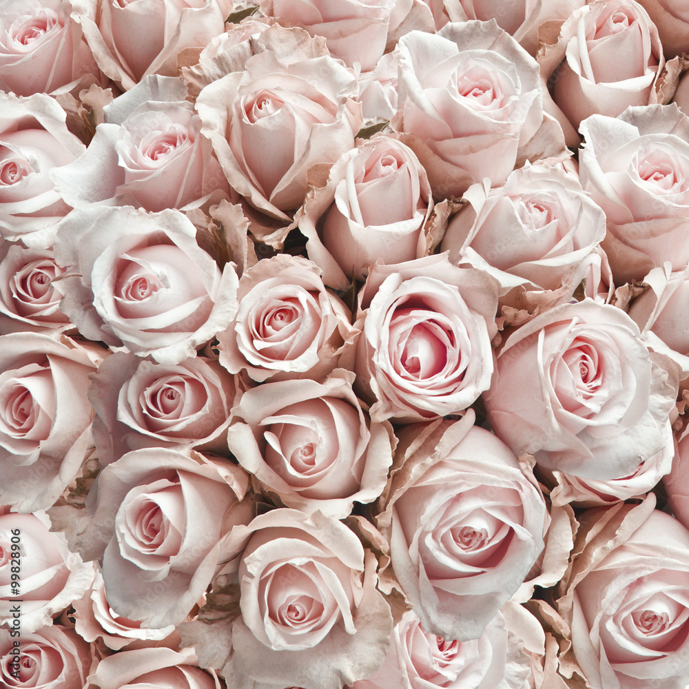 Pink vintage roses - obrazy, fototapety, plakaty 