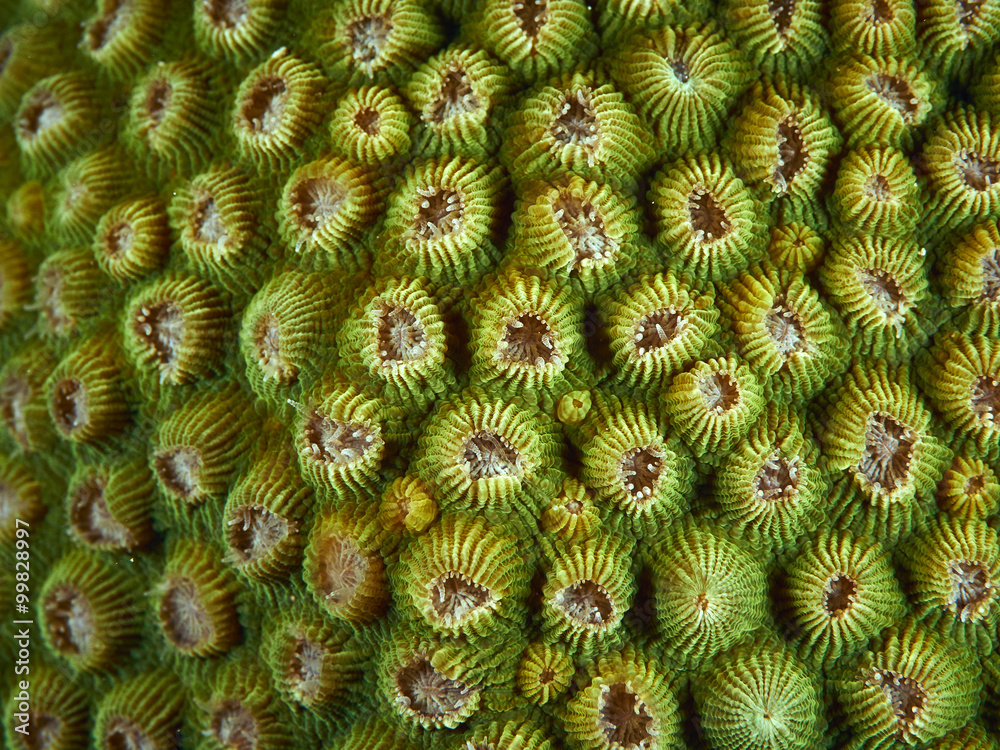 soft coral soft coral