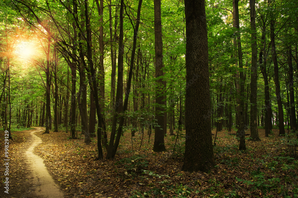 Obraz premium Forest with sunlight