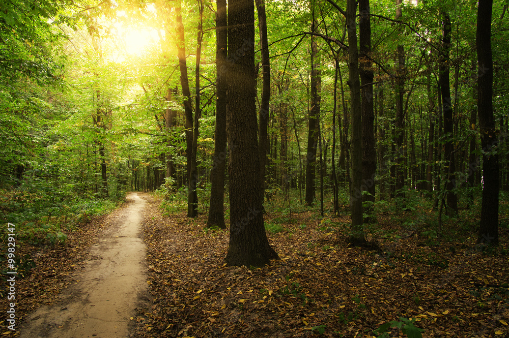 Obraz premium Forest with sunlight