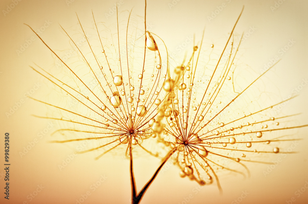 Obraz premium dandelion
