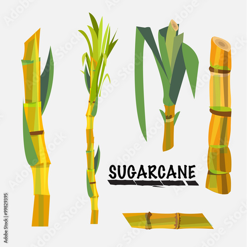 sugarcane - vector
