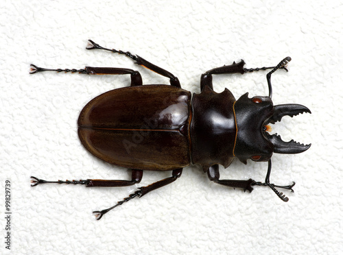 Stag beetle © Alekss
