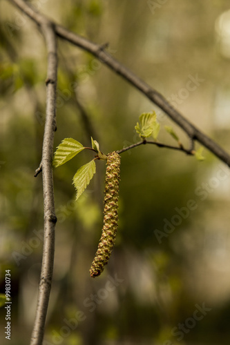 Spring birch buds and sunny day