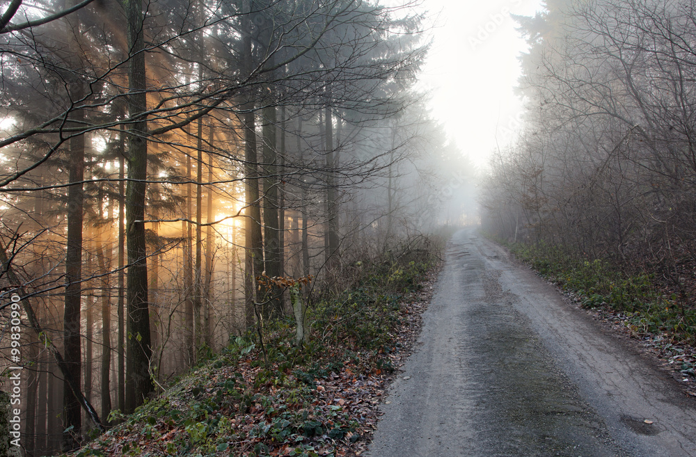 Fototapeta premium Forest in the mist at sunrise