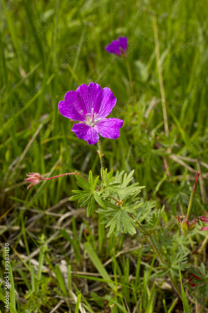 Geranium sanguineum, bloody crane's-bill or bloody geranium. Purple flower blossom in natural environment Geranium sanguineum, bloody crane's-bill or bloody geranium. Purple flower blossom in natural environment