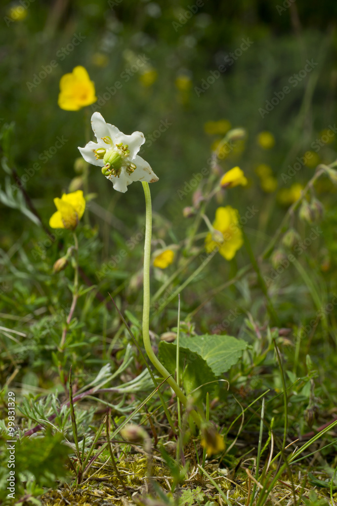 Moneses uniflora - One-flowered Wintergreen (British Isles) Single Delight, St. Olaf's Candlestick (Norway). White flower blooms in its natural environment, in the forest.