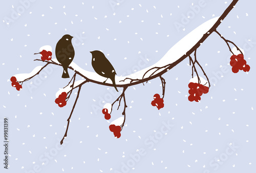 Photography sparrows on the rowan branch