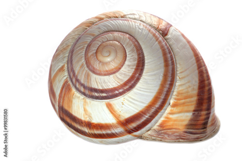 snail shell closeup isolated on white