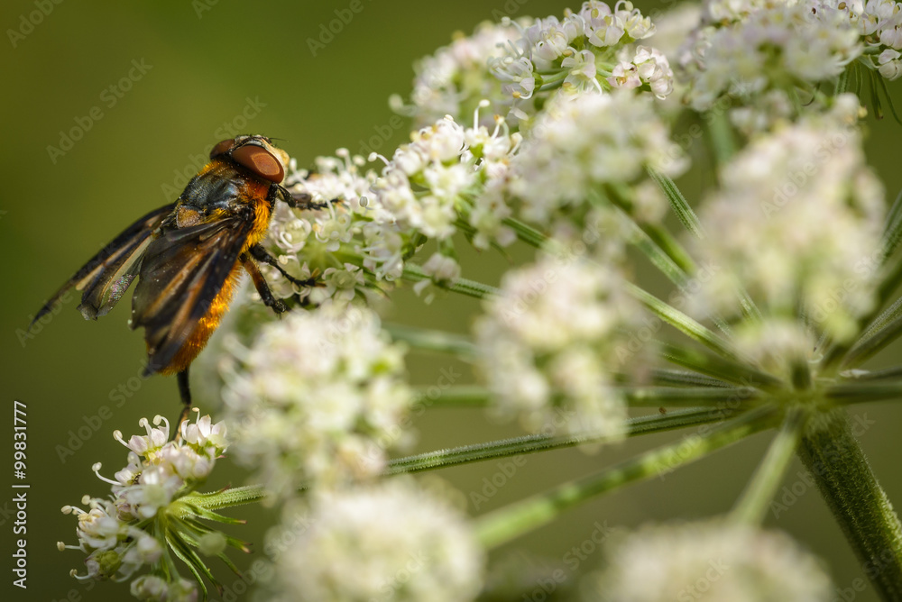 Insect fly macro on white herb flower Insect fly macro on white herb flower