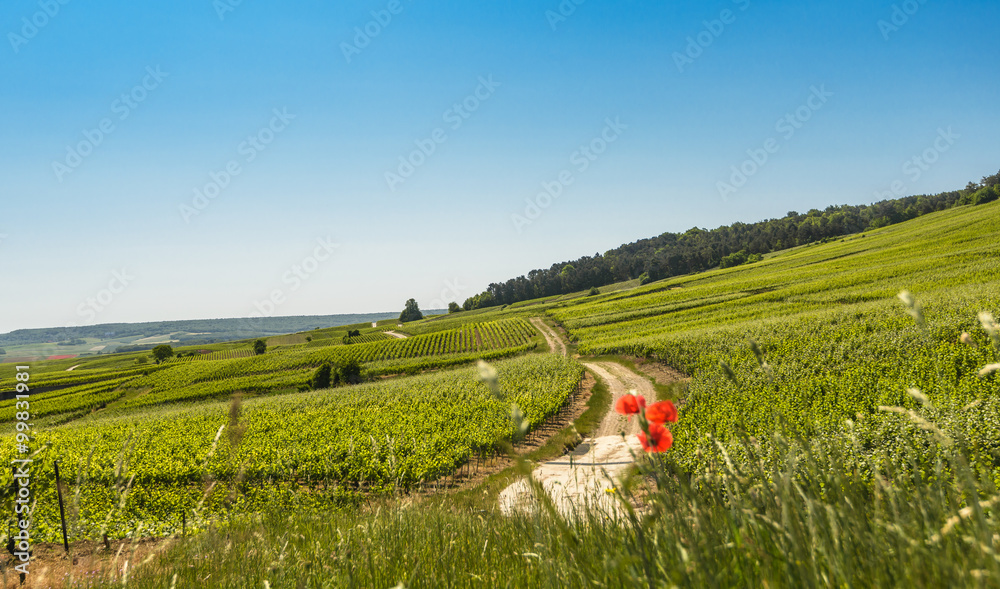 Fototapeta premium Typical agricultural summer landscape in Champagne, France