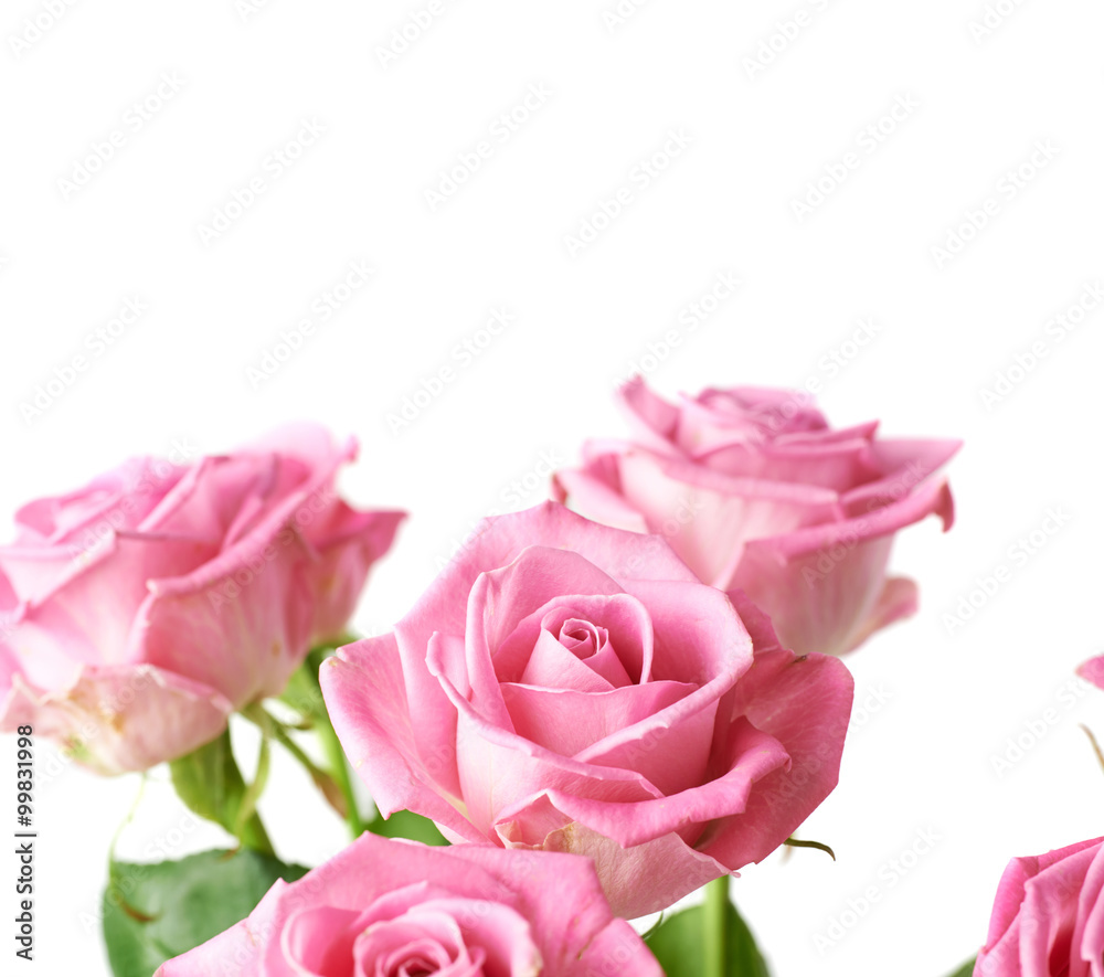 Bouquet of pink roses isolated