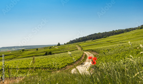 Typical agricultural summer landscape in Champagne, France