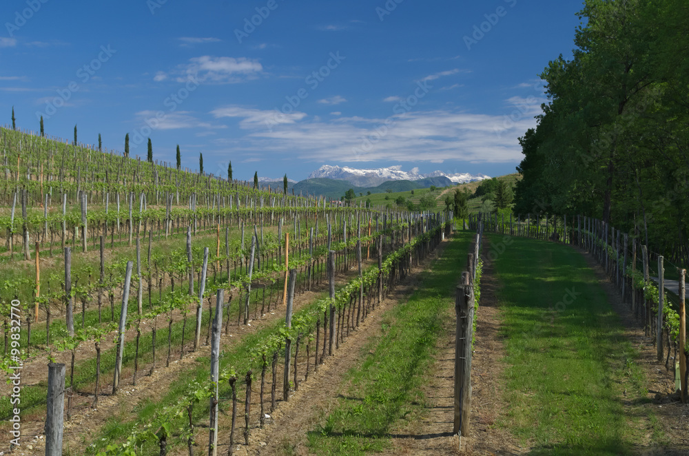 Italian vineyard in early spring with a detail of new leaves, Italy, Friuli
