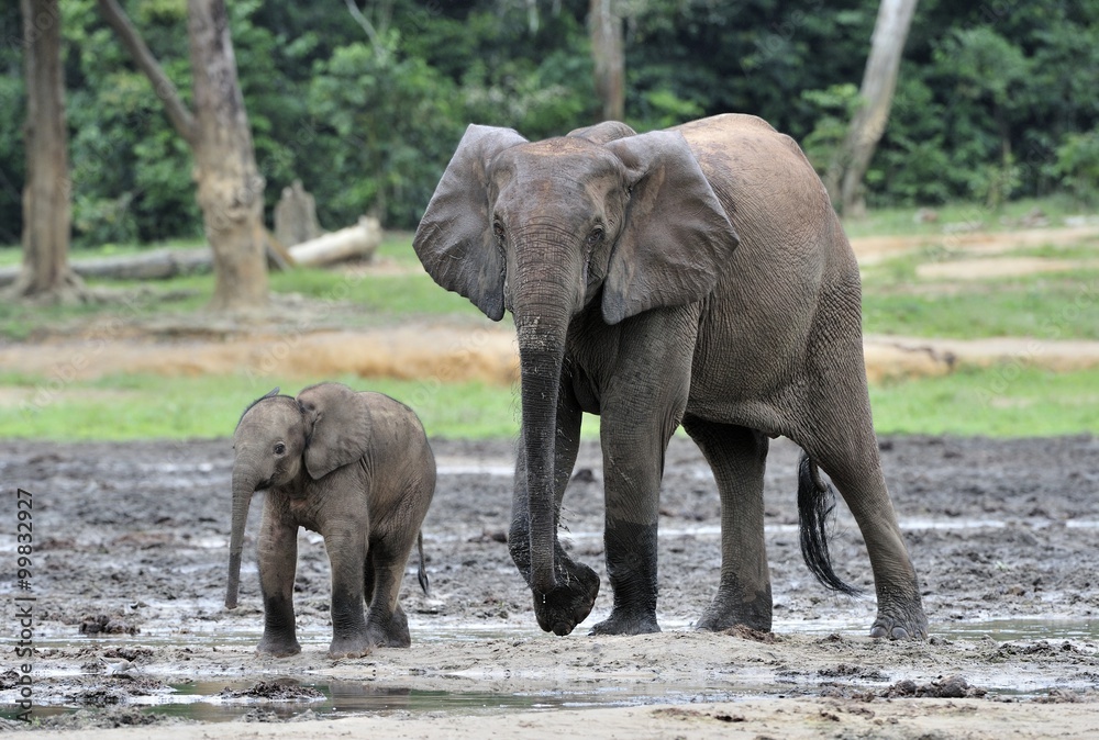 Fototapeta premium The elephant calf with elephant cow The African Forest Elephant, Loxodonta africana cyclotis. At the Dzanga saline (a forest clearing) Central African Republic, Dzanga Sangha