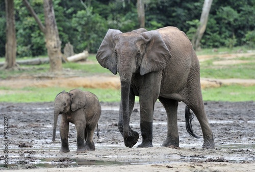 The elephant calf  with  elephant cow The African Forest Elephant  Loxodonta africana cyclotis. At the Dzanga saline  a forest clearing  Central African Republic  Dzanga Sangha