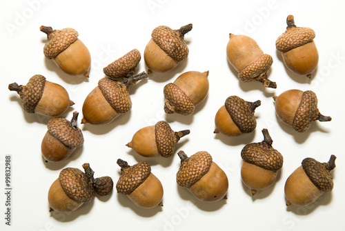 Many  acorns  with cap on over white