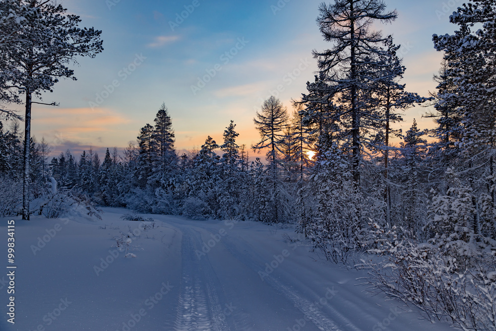 sunset in the winter forest sunset in the winter forest