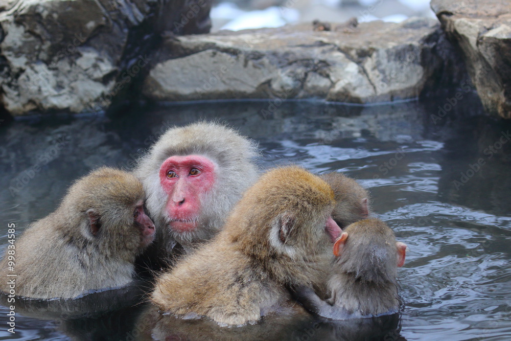 Fototapeta premium ニホンザル