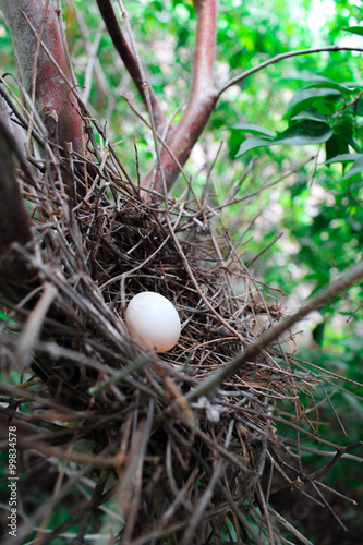 Nest