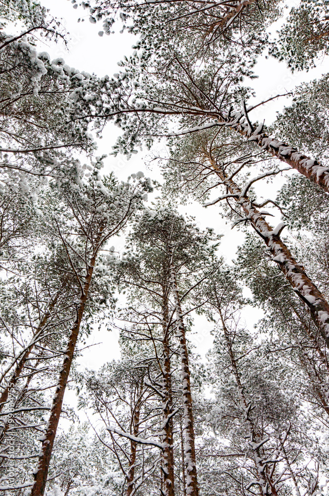 Fototapeta premium snowy winter woods