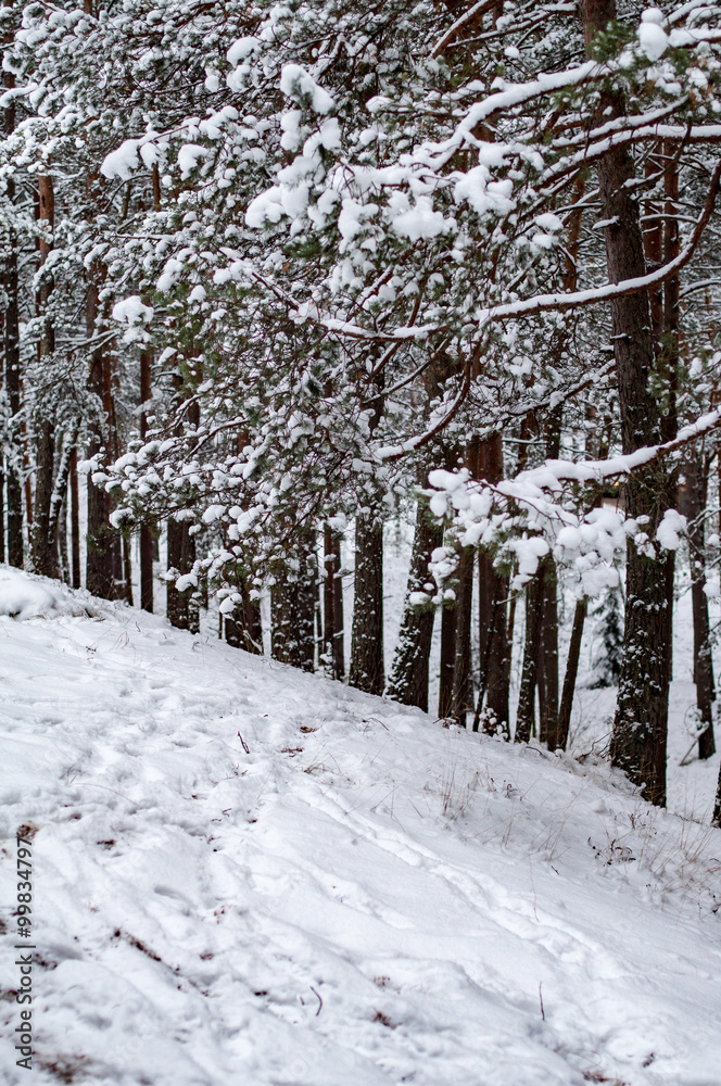 Fototapeta premium snowy winter woods