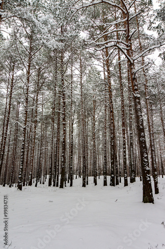 snowy winter woods © fotojanis