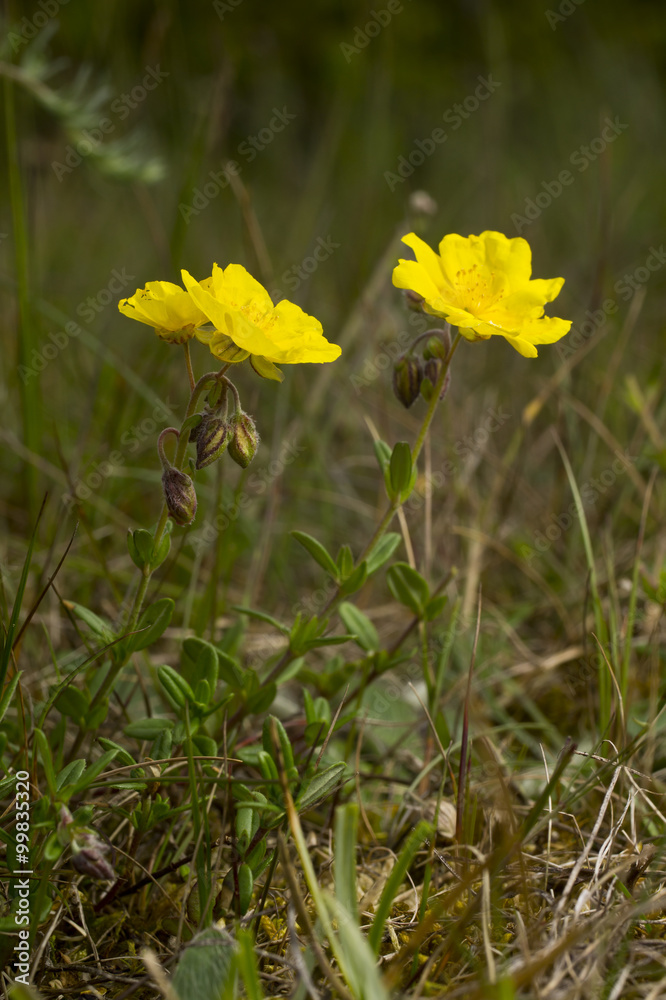 Rock-rose yellow flowers in the forest - Helianthemum nummularium Rock-rose yellow flowers in the forest - Helianthemum nummularium