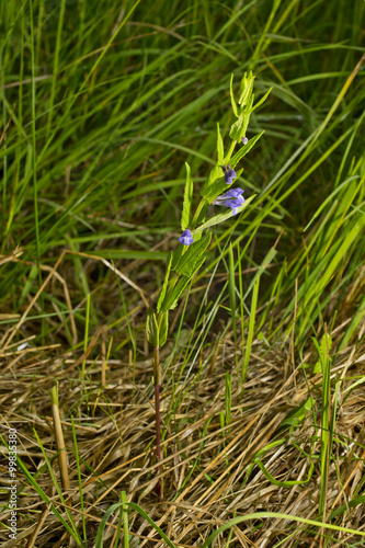 Scutellaria galericulata, common skullcap, marsh skullcap or hooded skullcap. Blue blooming flower in natural environment.