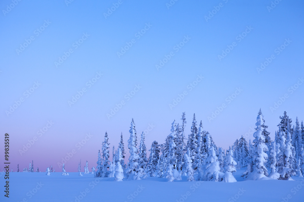 Snowy forest against blue sky