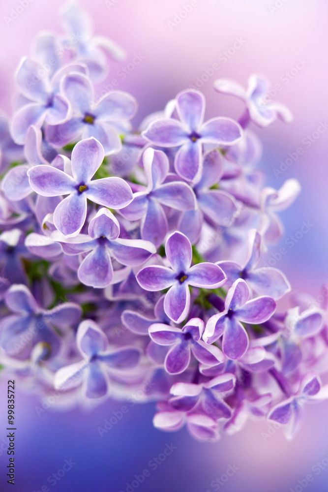 Blooming lilac flowers. Macro photo.