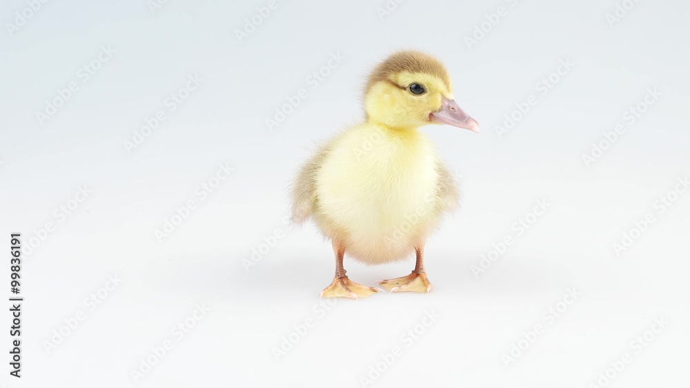 Little yellow duckling walking and quacks in studio Little yellow duckling walking and quacks in studio