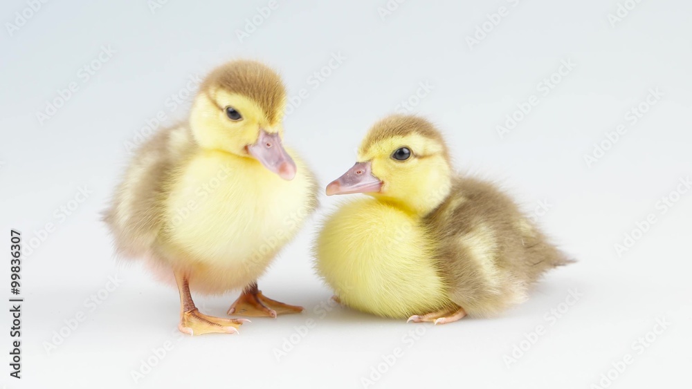 New born two cute duckling sitting in the studio New born two cute duckling sitting in the studio