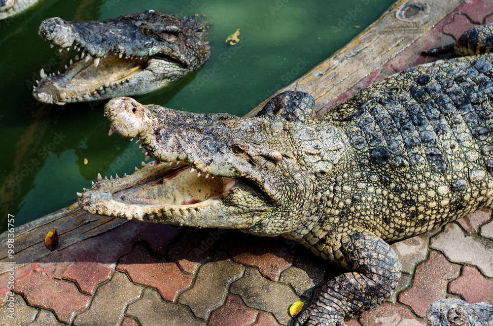 Fototapeta premium Large Crocodile lying and open It's mouth in farm.