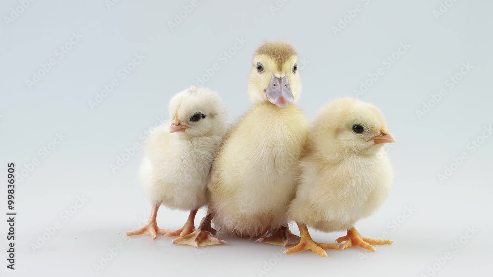 Little friends, duckling and two chicken sitting Little friends, duckling and two chicken sitting
