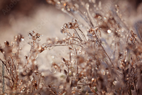 Frozen plant. Frozen winter landscape - nature background.