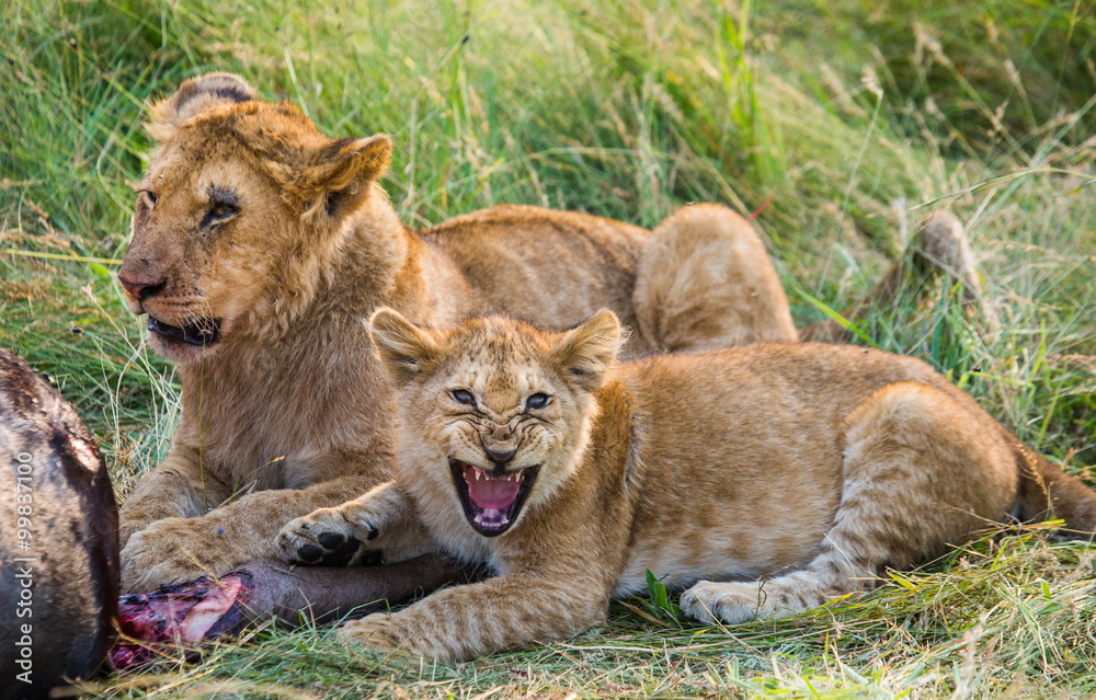 Two lionesses eating prey. National Park. Kenya. Tanzania. Masai Mara. Serengeti. An excellent illustration. Two lionesses eating prey. National Park. Kenya. Tanzania. Masai Mara. Serengeti. An excellent illustration.