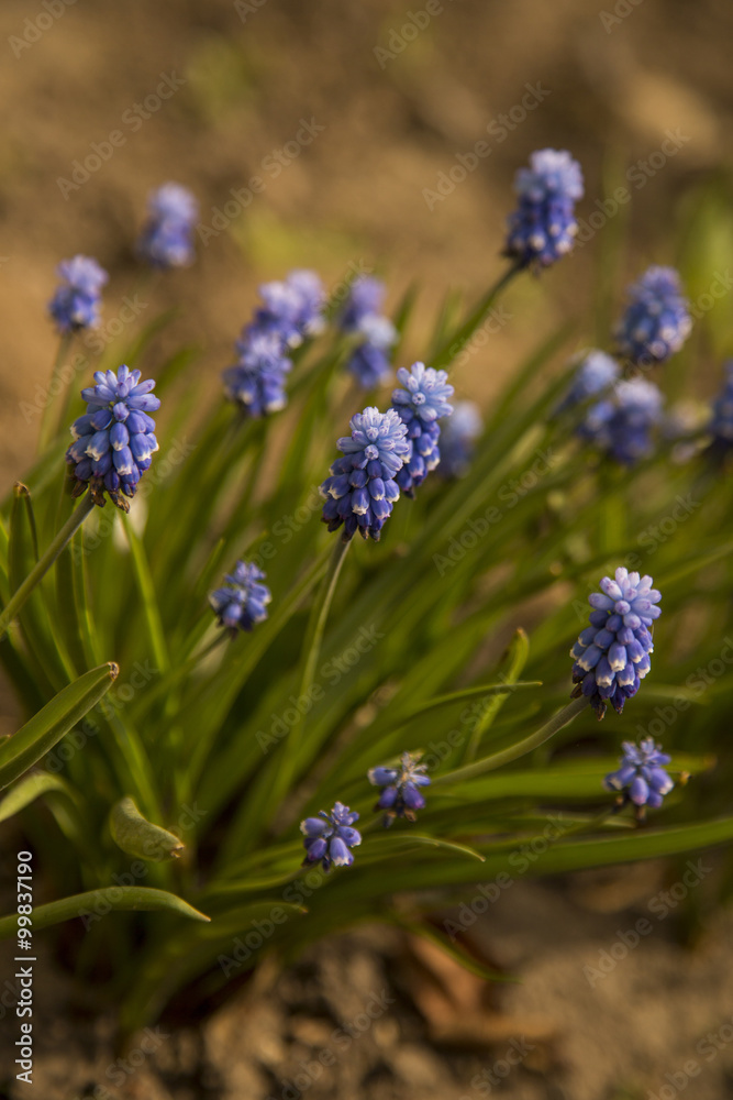 Blue muscari flowers (Grape Hyacinth) in the garden Blue muscari flowers (Grape Hyacinth) in the garden