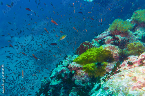 Fototapeta Naklejka Na Ścianę i Meble -  Coral reef covered in hard corals