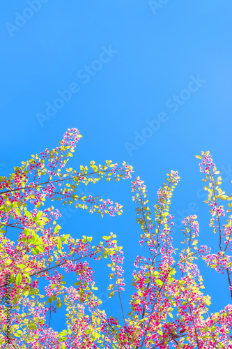 Spring Sakura Cherry Blossom © Art789