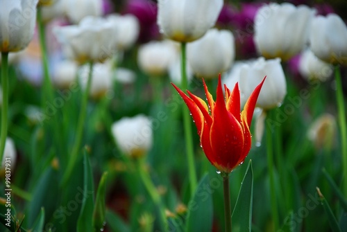 Beautiful tulips