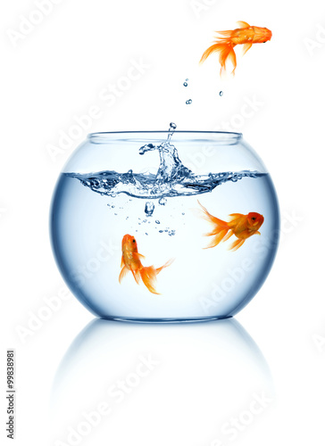 Goldfishes in a fishbowl isolated on white background
