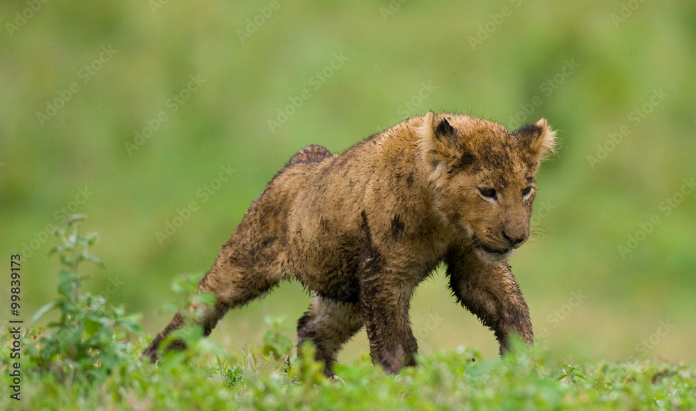 Lion cub. National Park. Kenya. Tanzania. Masai Mara. Serengeti. An excellent illustration. Lion cub. National Park. Kenya. Tanzania. Masai Mara. Serengeti. An excellent illustration.