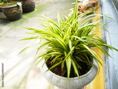 Variegatum green leaf . photo
