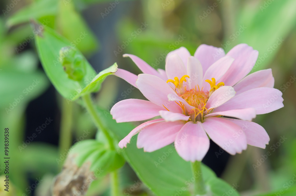 Pink Aster flower in Rama 9 (local name) national garden, Bangko Pink Aster flower in Rama 9 (local name) national garden, Bangko