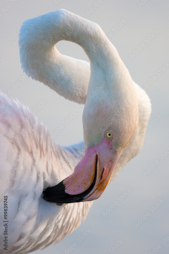 Naklejka premium Greater Flamingo, Phoenicopterus portait